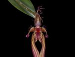 Read more: Bulbophyllum wendlandianum