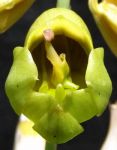 Read more: Catasetum macrocarpum