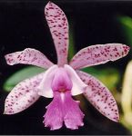 Leggi tutto: Cattleya acklandiae