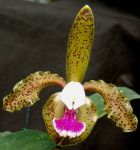 Read more: Cattleya granulosa