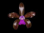 Read more: Cattleya guttata