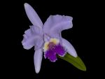 Leggi tutto: Cattleya labiata