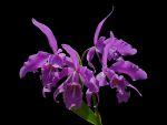 Leggi tutto: Cattleya maxima