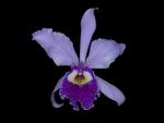 Leggi tutto: Cattleya quadricolor