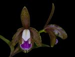 Leggi tutto: Cattleya schofieldiana