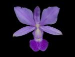 Leggi tutto: Cattleya walkeriana