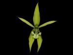 Leggi tutto: Coelogyne brachyptera