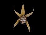 Read more: Coelogyne tomentosa