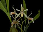 Read more: Coelogyne flaccida