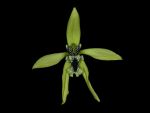 Leggi tutto: Coelogyne mayeriana