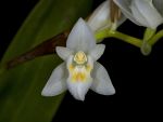 Read more: Coelogyne flexuosa