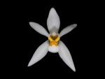 Read more: Coelogyne nitida  