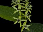 Read more: Coelogyne pandurata