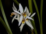 Read more: Coelogyne viscosa