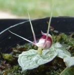 Read more: Corybas serpentinus