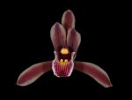 Read more: Cymbidium aloifolium