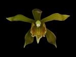 Read more: Cymbidium cochleare