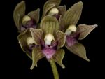 Leggi tutto: Cymbidium devonianum