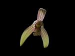 Read more: Cymbidium ensifolium