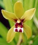 Read more: Cymbidium finlaysonianum