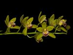 Read more: Cymbidium floribundum