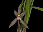 Read more: Cymbidium serratum