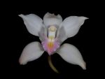 Leggi tutto: Cymbidium insigne forma album