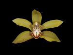 Read more: Cymbidium lowianum