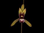 Read more: Cymbidium aloifolium, var simulans