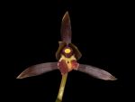 Read more: Cymbidium sinense