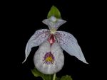 Read more: Cypripedium formosanum