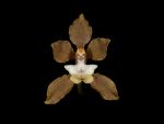 Read more: Dasyglossum confertum