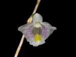 Leggi tutto: Dendrobium linearifolium