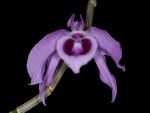 Read more: Dendrobium anosmum