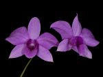 Read more: Dendrobium bigibbum var phalaenopsis