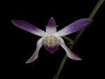 Leggi tutto: Dendrobium canaliculatum, var. nigrescens