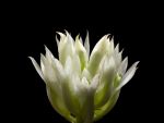 Leggi tutto: Dendrobium capituliflorum