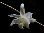 Leggi tutto: Dendrobium crumenatum