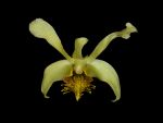 Leggi tutto: Dendrobium delacourii