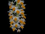 Read more: Dendrobium densiflorum