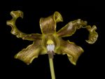 Read more: Dendrobium discolor