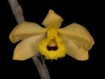 Leggi tutto: Dendrobium fimbriatum var oculatum