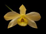 Leggi tutto: Dendrobium gibsonii