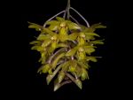 Leggi tutto: Dendrobium epidendropsis