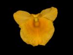 Leggi tutto: Dendrobium jenkinsii