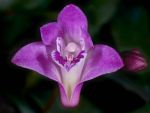 Read more: Dendrobium kingianum  