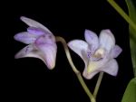 Leggi tutto: Dendrobium kingianum var. silcockii