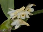 Read more: Dendrobium lamellatum