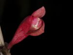 Leggi tutto: Dendrobium lawesii