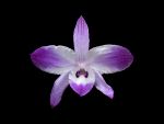 Leggi tutto: Dendrobium parishii
